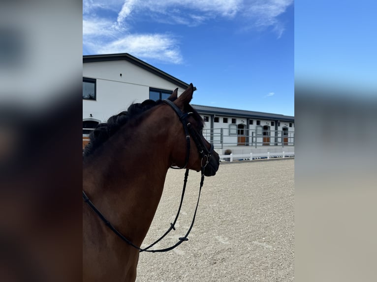 Poney de selle allemand Hongre 10 Ans 149 cm Bai in Hülben