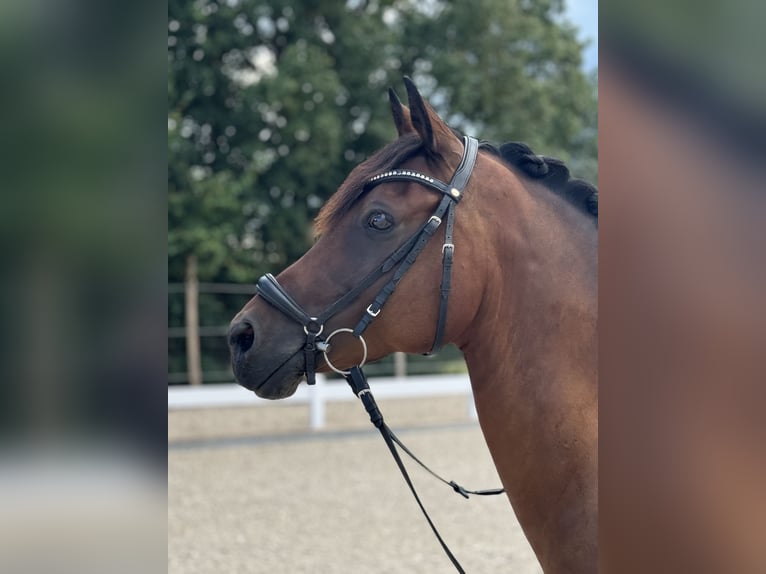 Poney de selle allemand Hongre 10 Ans 149 cm Bai in Hülben