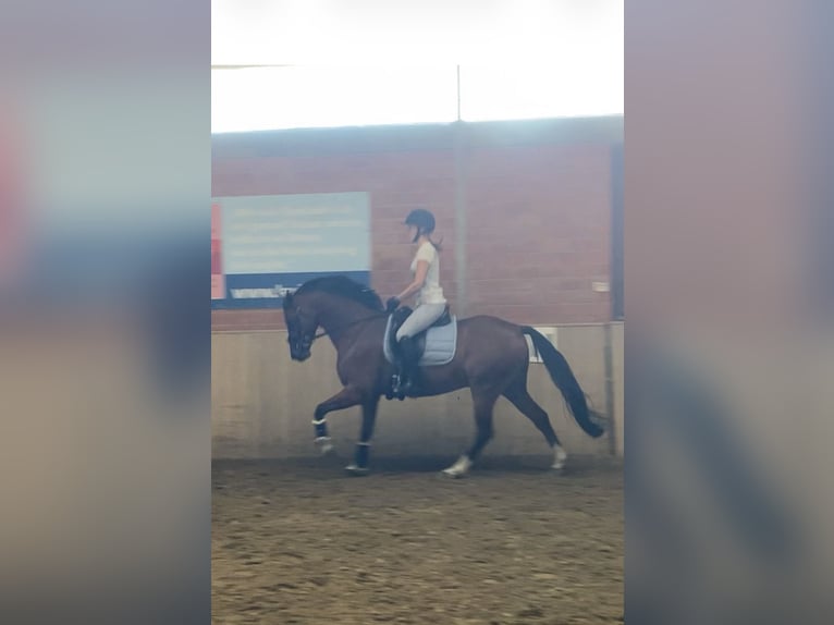 Poney de selle allemand Hongre 10 Ans 149 cm Bai in Dorsten