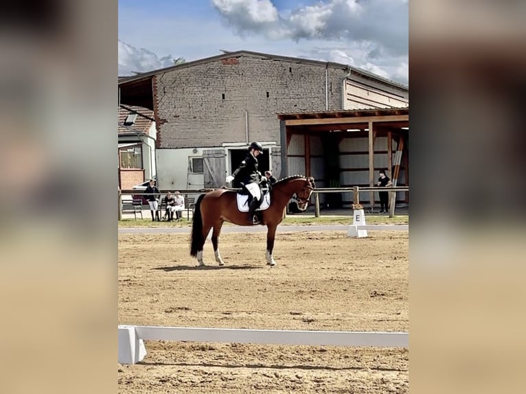 Poney de selle allemand Hongre 10 Ans 151 cm Bai in Gommern