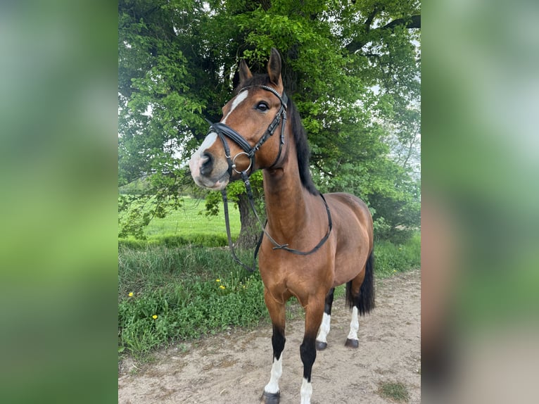 Poney de selle allemand Hongre 10 Ans 151 cm Bai in Gommern