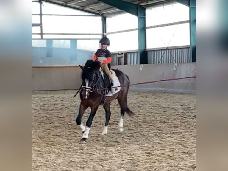 Poney de selle allemand Hongre 10 Ans 152 cm Bai in Geseke