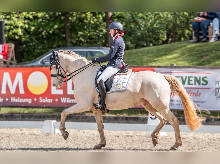 Poney de selle allemand Hongre 10 Ans 152 cm Cremello in Wardenburg