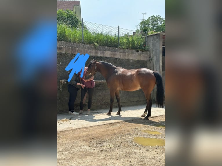 Poney de selle allemand Croisé Hongre 10 Ans 153 cm Bai in Engen