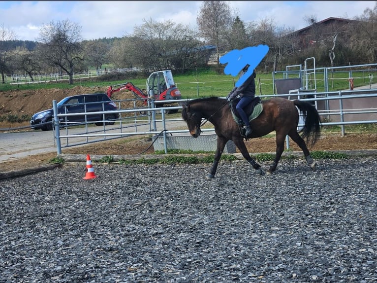 Poney de selle allemand Croisé Hongre 10 Ans 153 cm Bai in Engen