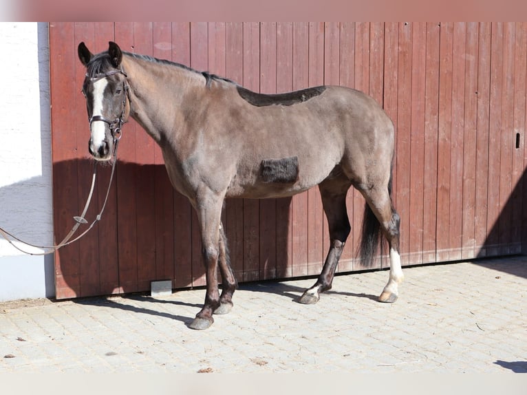 Poney de selle allemand Hongre 10 Ans 153 cm Noir in Wald