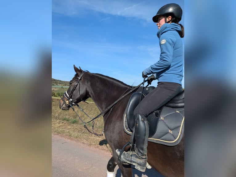 Poney de selle allemand Hongre 10 Ans 155 cm  in Mettlach