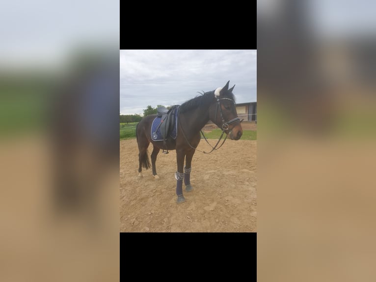 Poney de selle allemand Croisé Hongre 10 Ans 156 cm in Jülich