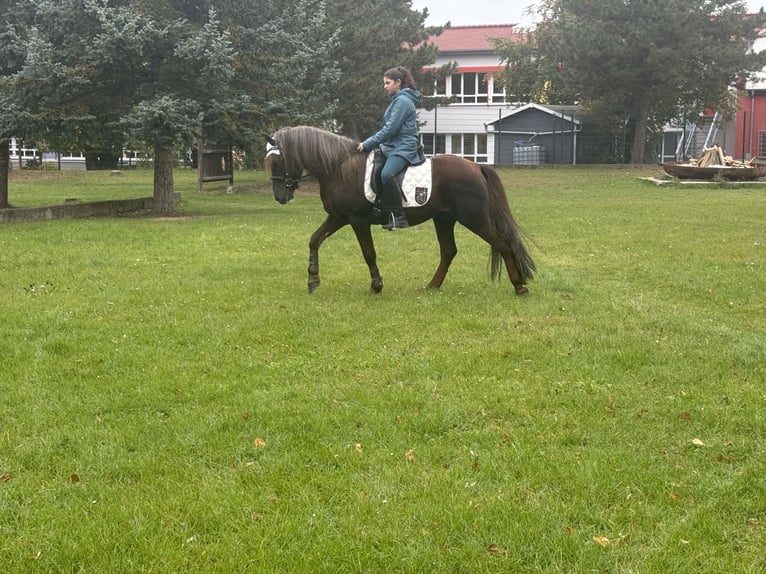 Poney de selle allemand Croisé Hongre 10 Ans Alezan brûlé in Freyburg