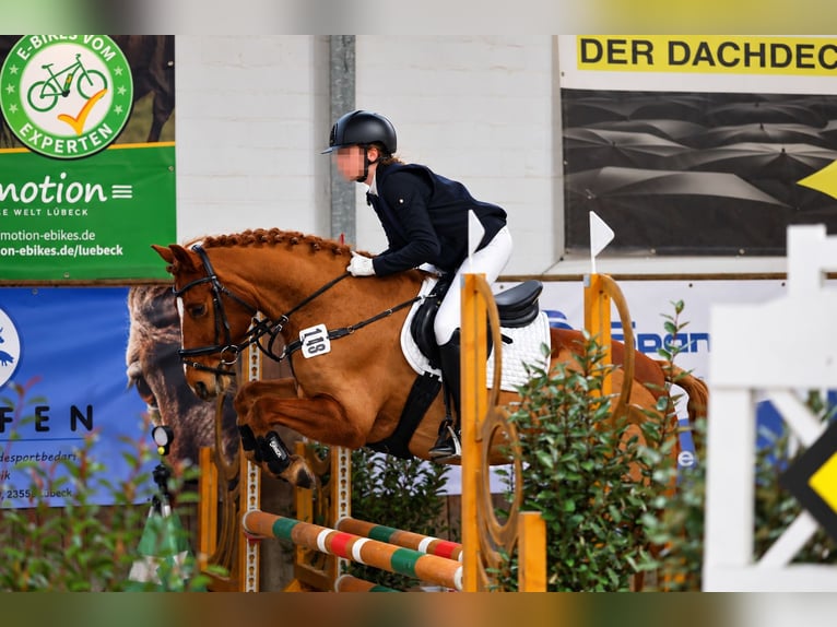 Poney de selle allemand Hongre 10 Ans Alezan in Hamburg Winterhude