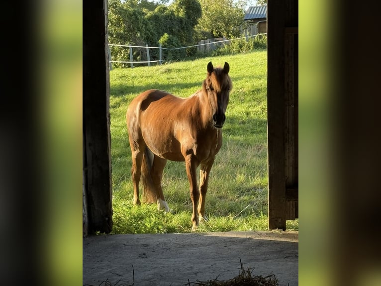Poney de selle allemand Hongre 10 Ans Alezan in Hamburg Winterhude