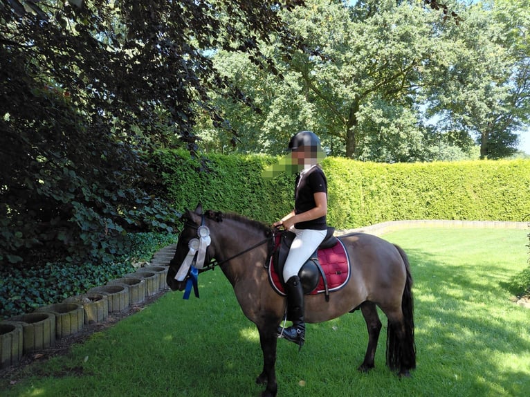 Poney de selle allemand Croisé Hongre 11 Ans 125 cm Grullo in Sustrum