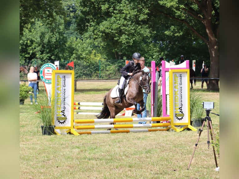 Poney de selle allemand Croisé Hongre 11 Ans 125 cm Grullo in Sustrum