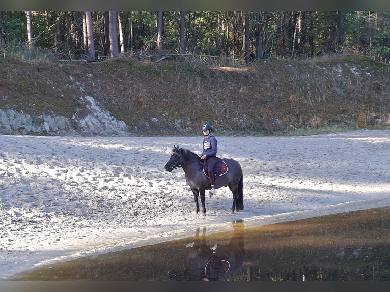 Poney de selle allemand Croisé Hongre 11 Ans 125 cm Grullo in Sustrum