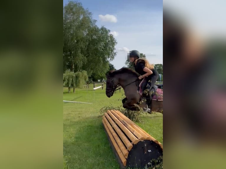 Poney de selle allemand Croisé Hongre 11 Ans 125 cm Grullo in Sustrum