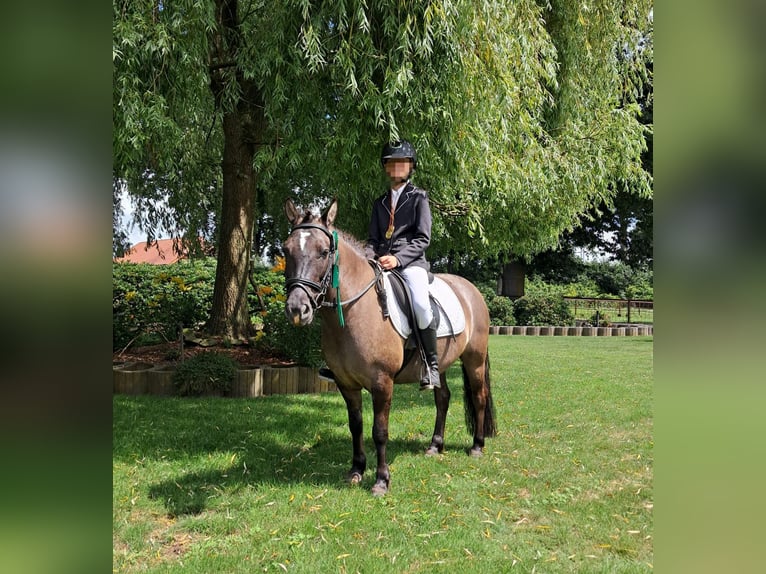 Poney de selle allemand Croisé Hongre 11 Ans 125 cm Grullo in Sustrum