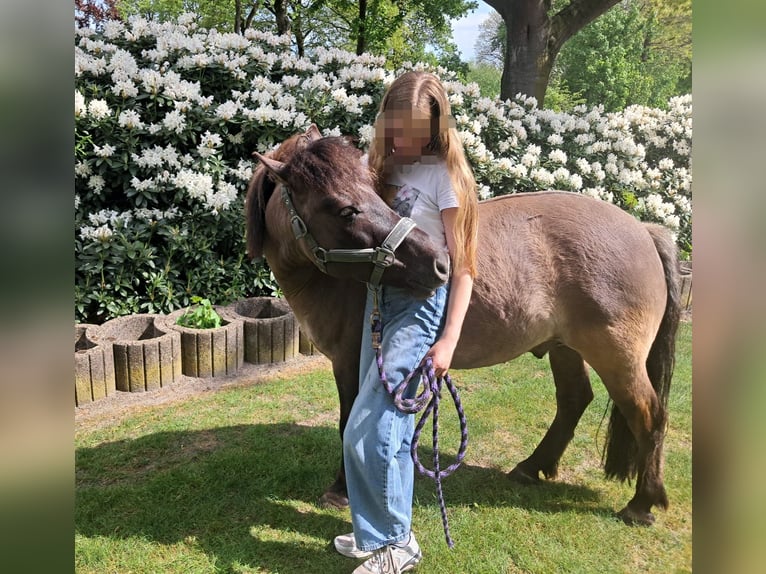 Poney de selle allemand Croisé Hongre 11 Ans 125 cm Grullo in Sustrum