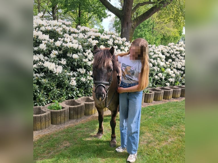Poney de selle allemand Croisé Hongre 11 Ans 125 cm Grullo in Sustrum