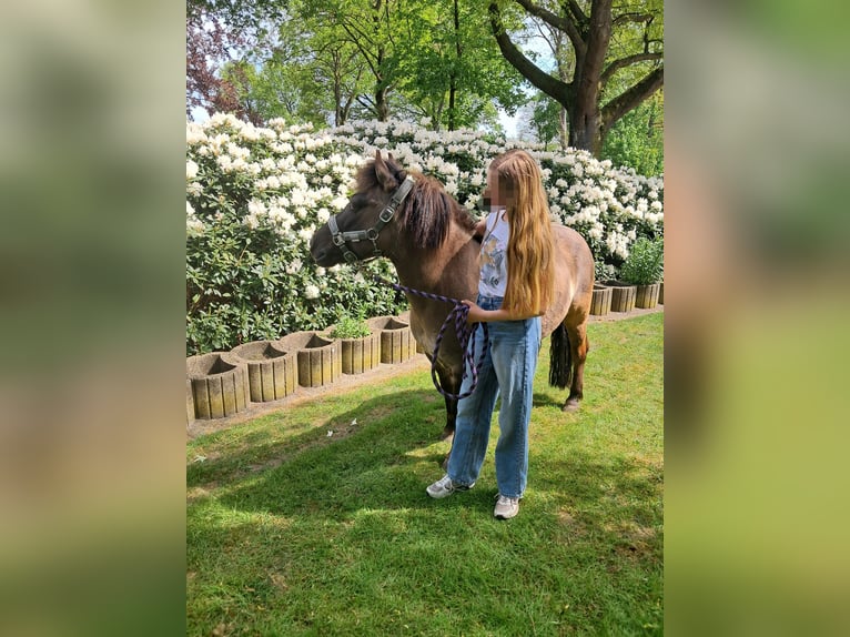 Poney de selle allemand Croisé Hongre 11 Ans 125 cm Grullo in Sustrum