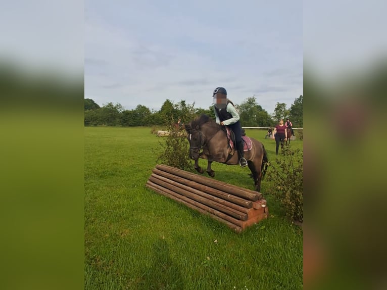 Poney de selle allemand Croisé Hongre 11 Ans 125 cm Grullo in Sustrum
