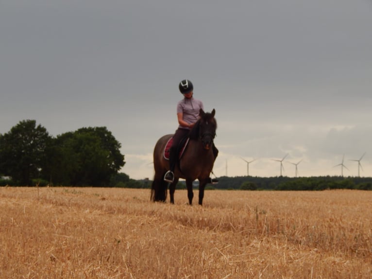 Poney de selle allemand Croisé Hongre 11 Ans 125 cm Grullo in Sustrum