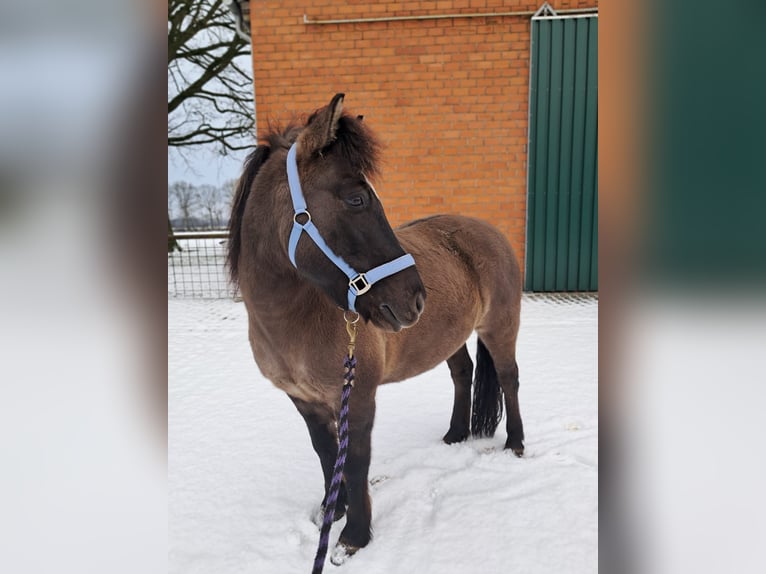 Poney de selle allemand Croisé Hongre 11 Ans 125 cm Grullo in Sustrum