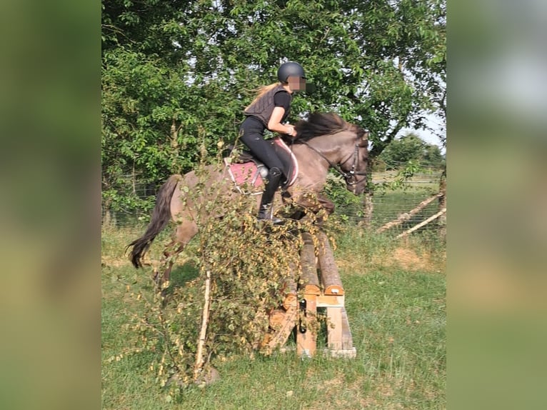 Poney de selle allemand Croisé Hongre 11 Ans 125 cm Grullo in Sustrum