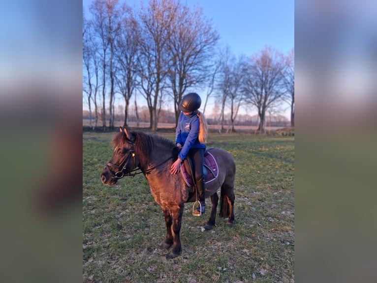 Poney de selle allemand Croisé Hongre 11 Ans 125 cm Grullo in Sustrum