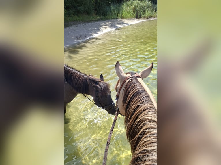 Poney de selle allemand Croisé Hongre 11 Ans 125 cm Grullo in Sustrum