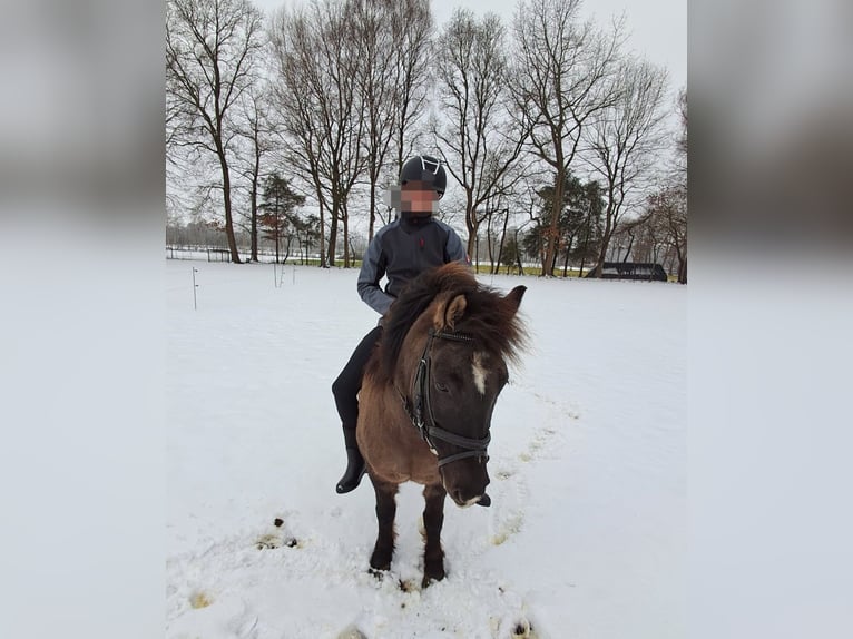 Poney de selle allemand Croisé Hongre 11 Ans 125 cm Grullo in Sustrum