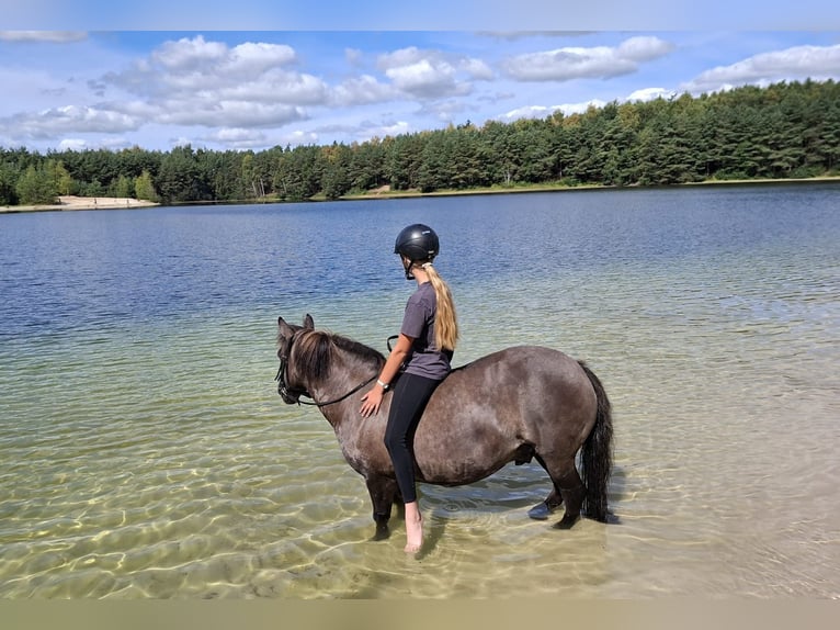 Poney de selle allemand Croisé Hongre 11 Ans 125 cm Grullo in Sustrum
