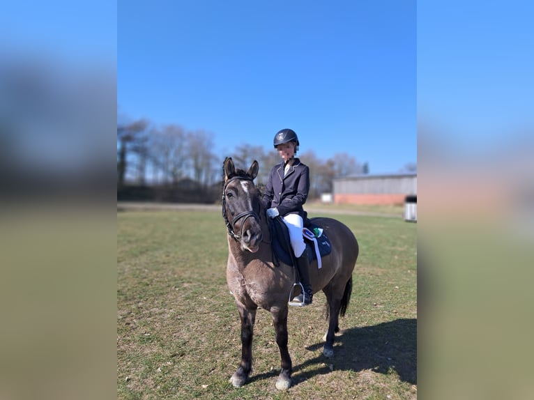 Poney de selle allemand Croisé Hongre 11 Ans 125 cm Grullo in Sustrum