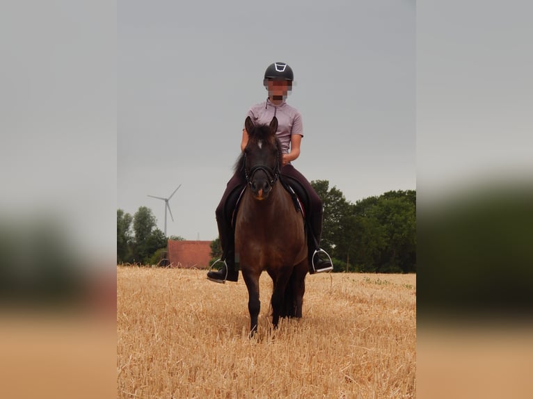Poney de selle allemand Croisé Hongre 11 Ans 125 cm Grullo in Sustrum