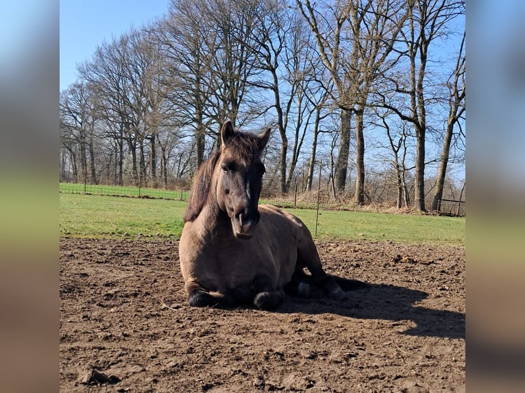 Poney de selle allemand Croisé Hongre 11 Ans 125 cm Grullo in Sustrum