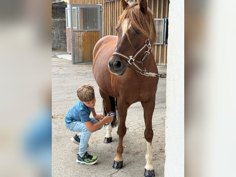Poney de selle allemand Hongre 11 Ans 135 cm Alezan brûlé in Altusried