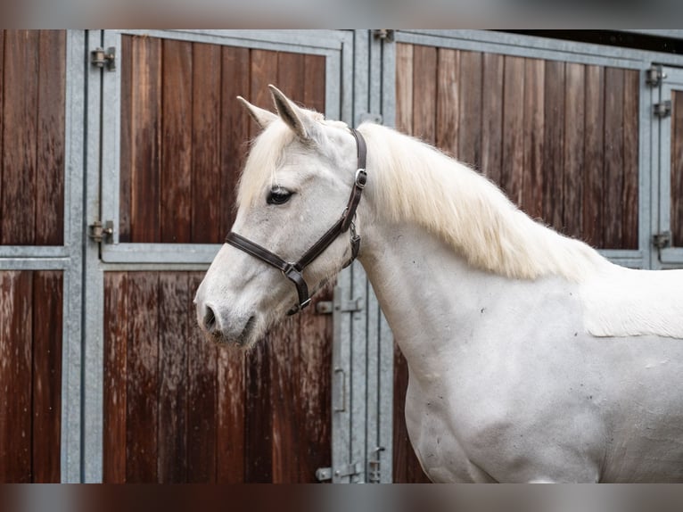 Poney de selle allemand Hongre 11 Ans 137 cm  in GROTE-BROGEL
