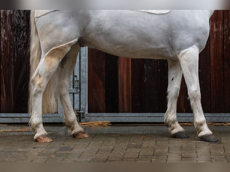 Poney de selle allemand Hongre 11 Ans 137 cm  in GROTE-BROGEL