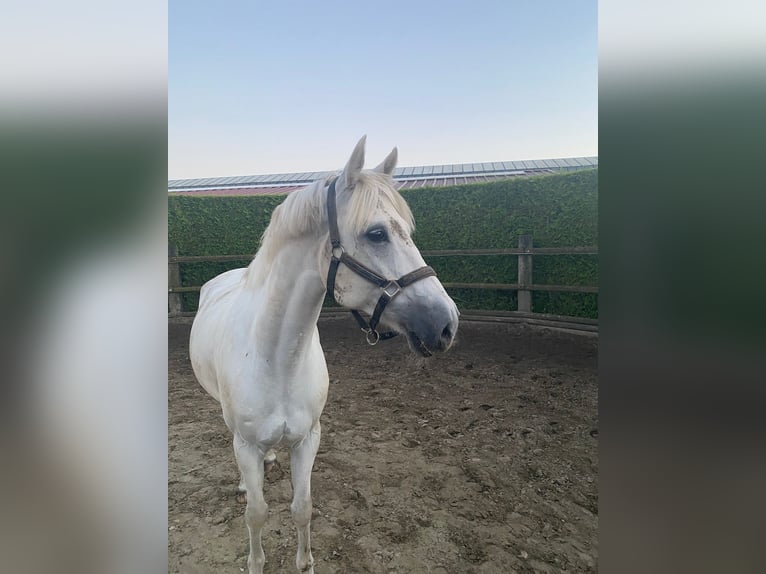 Poney de selle allemand Hongre 11 Ans 137 cm  in GROTE-BROGEL