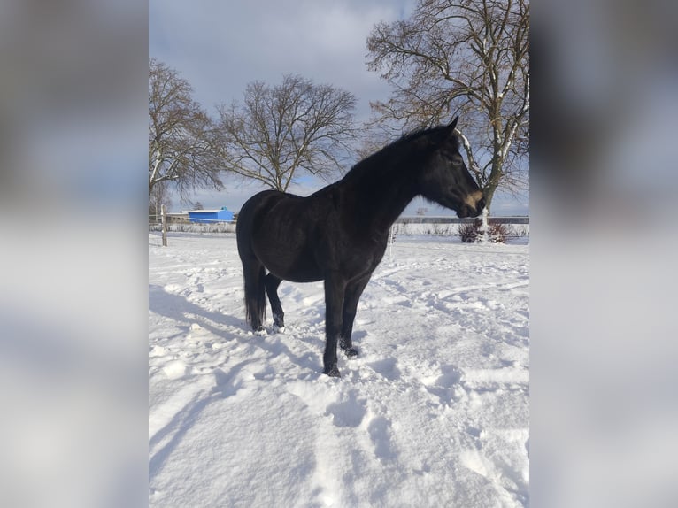 Poney de selle allemand Hongre 11 Ans 143 cm Bai brun in Jeggau
