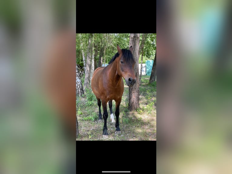 Poney de selle allemand Hongre 11 Ans 145 cm Bai brun in Offenbach