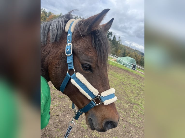 Poney de selle allemand Hongre 11 Ans 145 cm Bai brun in Offenbach