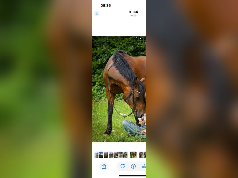 Poney de selle allemand Hongre 11 Ans 145 cm Bai brun in Offenbach