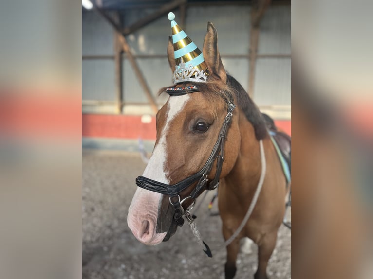 Poney de selle allemand Hongre 11 Ans 145 cm Isabelle in Dobersdorf