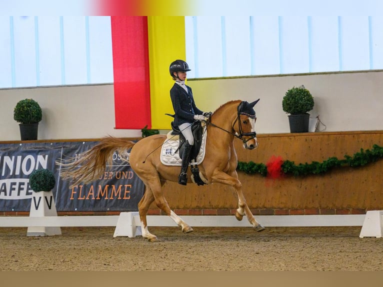 Poney de selle allemand Hongre 11 Ans 146 cm Alezan in Recke, bei Osnabrück