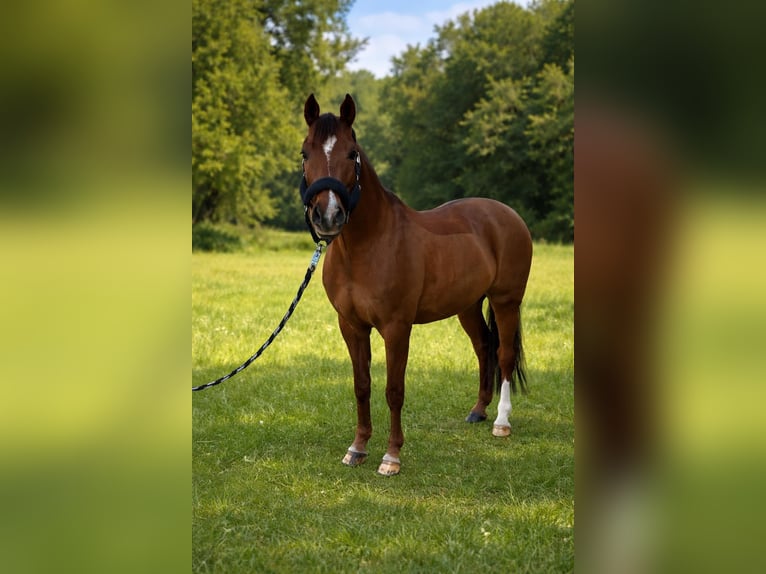 Poney de selle allemand Hongre 11 Ans 146 cm Alezan in Görlitz