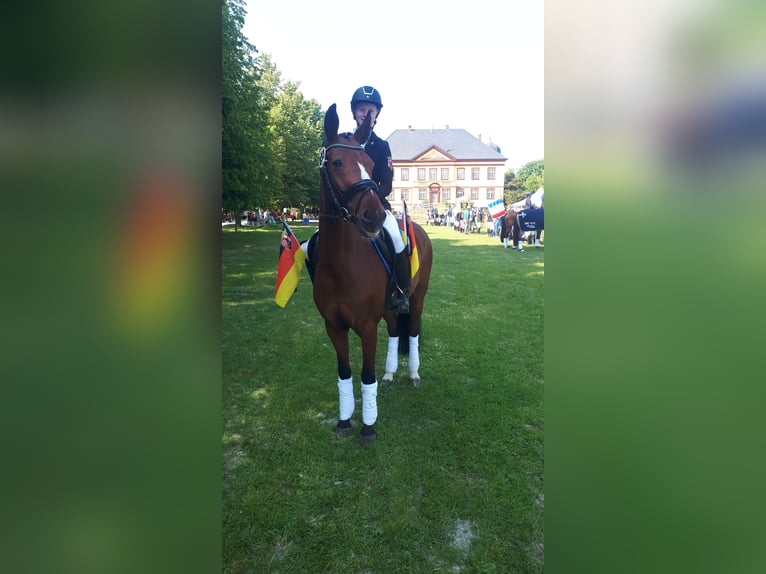 Poney de selle allemand Hongre 11 Ans 146 cm Bai in Erbes - Büdesheim