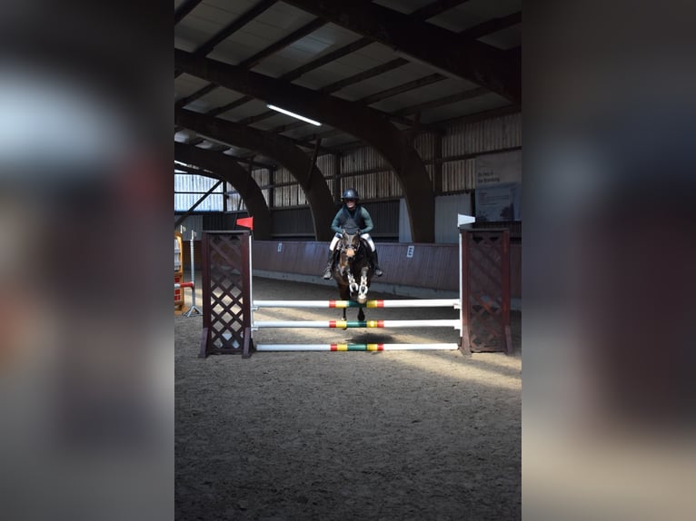 Poney de selle allemand Hongre 11 Ans 146 cm Bai in Damm