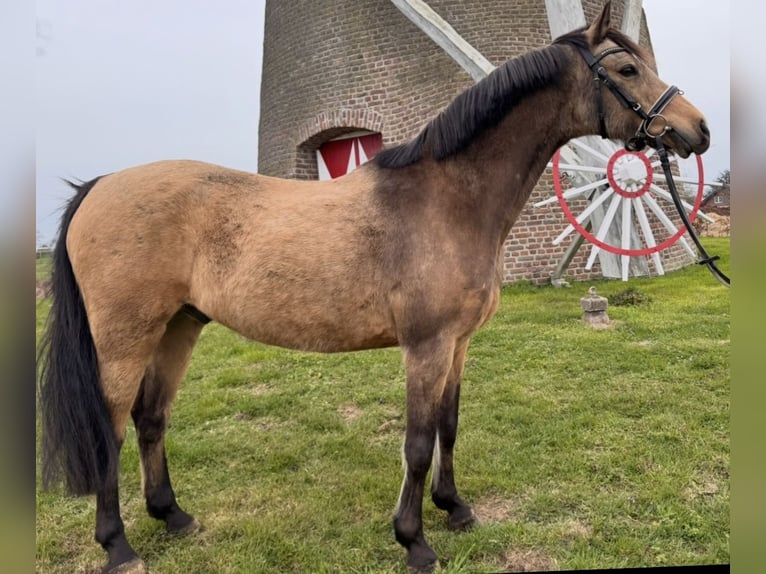 Poney de selle allemand Hongre 11 Ans 146 cm Isabelle in Geilenkirchen