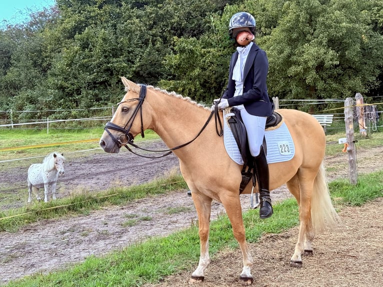 Poney de selle allemand Hongre 11 Ans 146 cm Palomino in Lippstadt