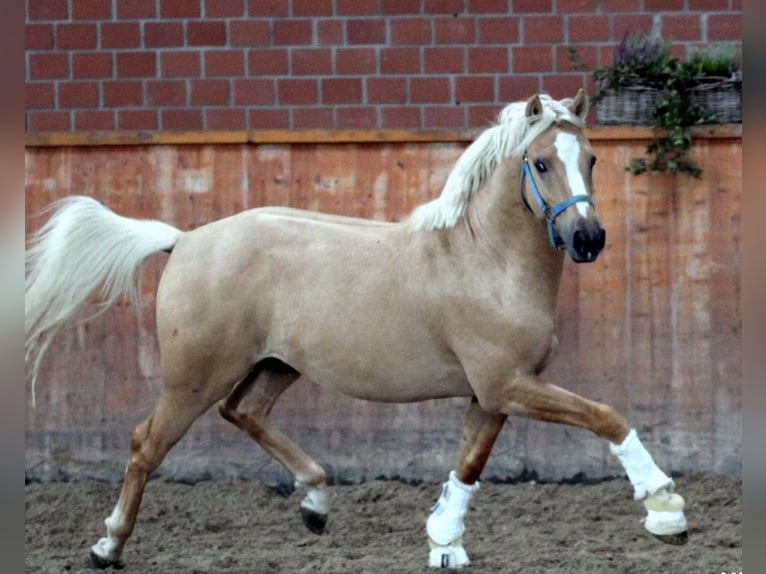 Poney de selle allemand Hongre 11 Ans 146 cm Palomino in Lippstadt